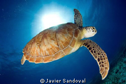 green turtle going down after cach some fresh air by Javier Sandoval 